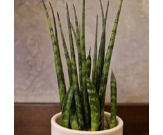 Sansevieria Fernwood Mikado
