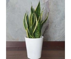 Sansevieria Futura superba