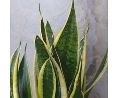 Sansevieria Futura superba