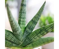 Sansevieria Helios