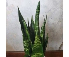 Sansevieria Juodas coral