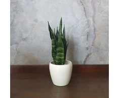 Sansevieria Juodas coral
