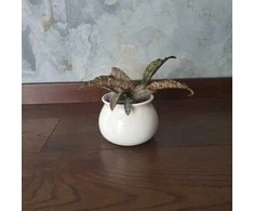 Sansevieria kirkii var.pulchra Coppertone