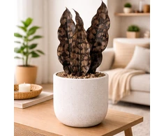 Sansevieria kirkii var.pulchra Coppertone