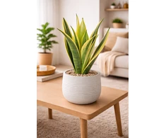 Sansevieria trifasciata Golden Flame