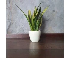 Sansevieria trifasciata Golden Flame