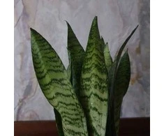 Sansevieria zeylanica