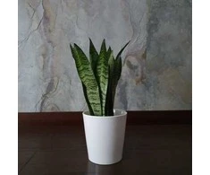 Sansevieria zeylanica