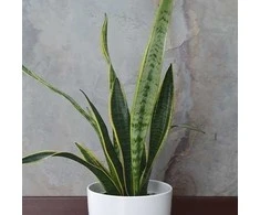Sansewieria Laurentii
