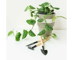 Scindapsus pictus Sidabrinis Ann