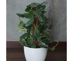 Scindapsus pictus Sidabrinis Ann