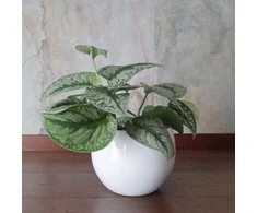 Scindapsus pictus Trebie