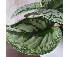 Scindapsus pictus Trebie