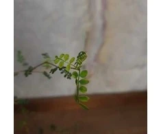 Sophora prostrata Little Baby