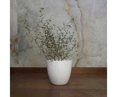 Sophora prostrata Little Baby