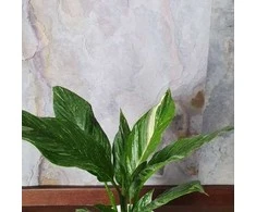 Spathiphyllum Domino