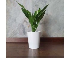 Spathiphyllum Domino