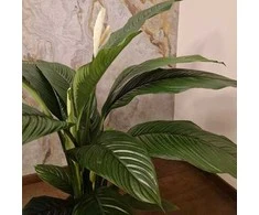 Spathiphyllum wallisii Sensation
