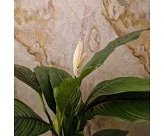 Spathiphyllum wallisii Sensation