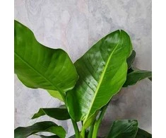 Strelitzia nicolai, 150 cm.