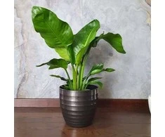 Strelitzia nicolai