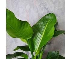 Strelitzia nicolai