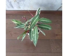 Stromanthe sanguinea Triostar