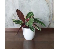 Stromanthe sanguinea Triostar