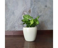 Syngonium Arrow