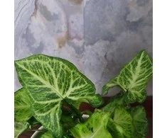 Syngonium Arrow