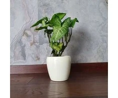 Syngonium Baltas Butterfly