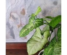 Syngonium Baltas Butterfly