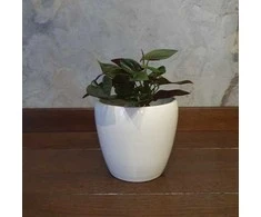 Syngonium erythrophyllum Raudona Arrow