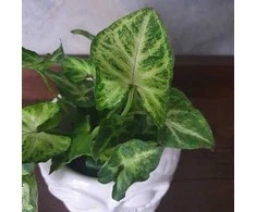 Syngonium Žalias Robusta