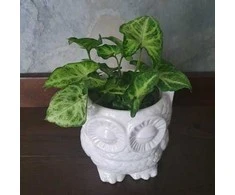Syngonium Žalias Robusta