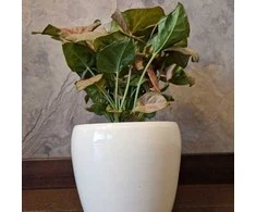 Syngonium Neon Robusta