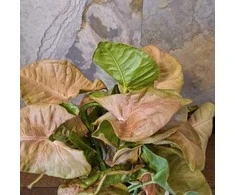 Syngonium Neon Robusta