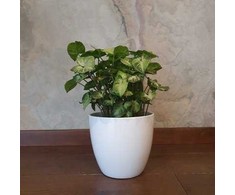 Syngonium Pixie