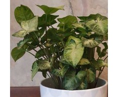 Syngonium Pixie