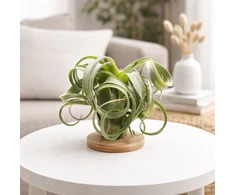 Tillandsia Skirtas garbanotiems plaukams Slim