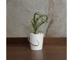 Tillandsia Skirtas garbanotiems plaukams Slim