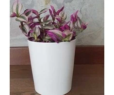 Tradescantia Nanouk