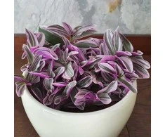 Tradescantia Sweetness