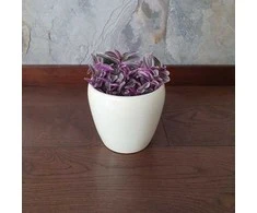 Tradescantia Sweetness