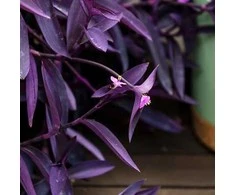 Tradescantia Violetinė Heart