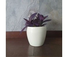 Tradescantia Violetinė Heart
