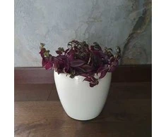 Tradescantia Violetinė Passion