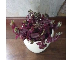 Tradescantia Violetinė Passion