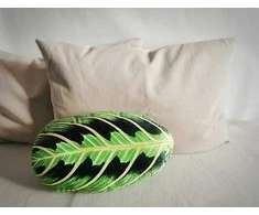 Veliūrinė pagalvėlė, Maranta