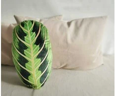Veliūrinė pagalvėlė, Maranta